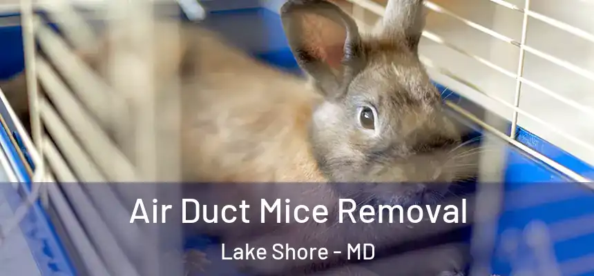  Air Duct Mice Removal Lake Shore - MD